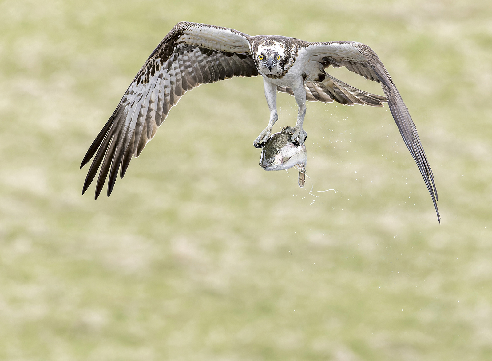 Osprey off with its fish