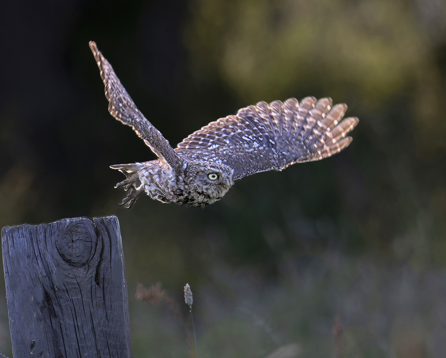Little Owl in flight