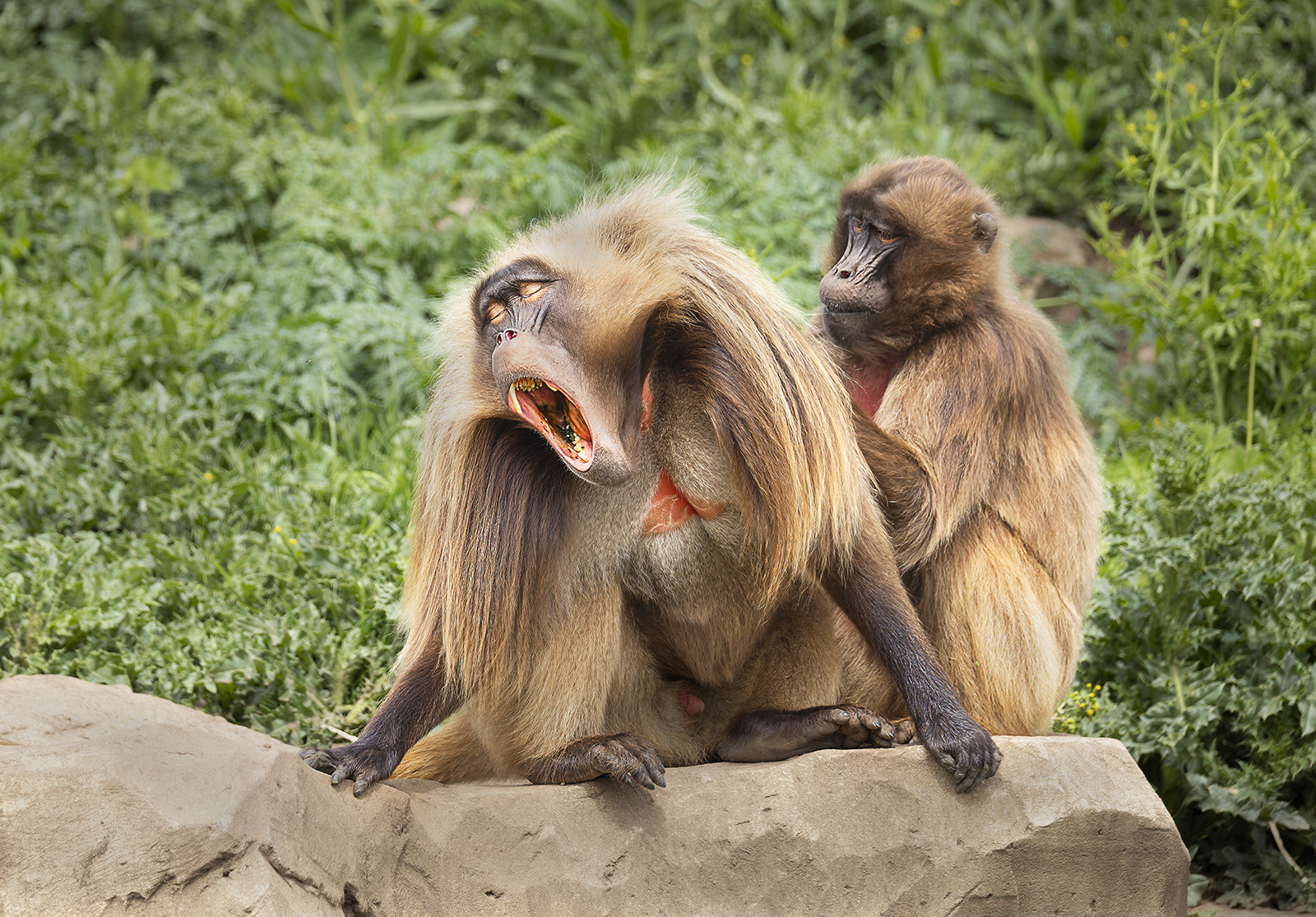Male Gelada being groomed