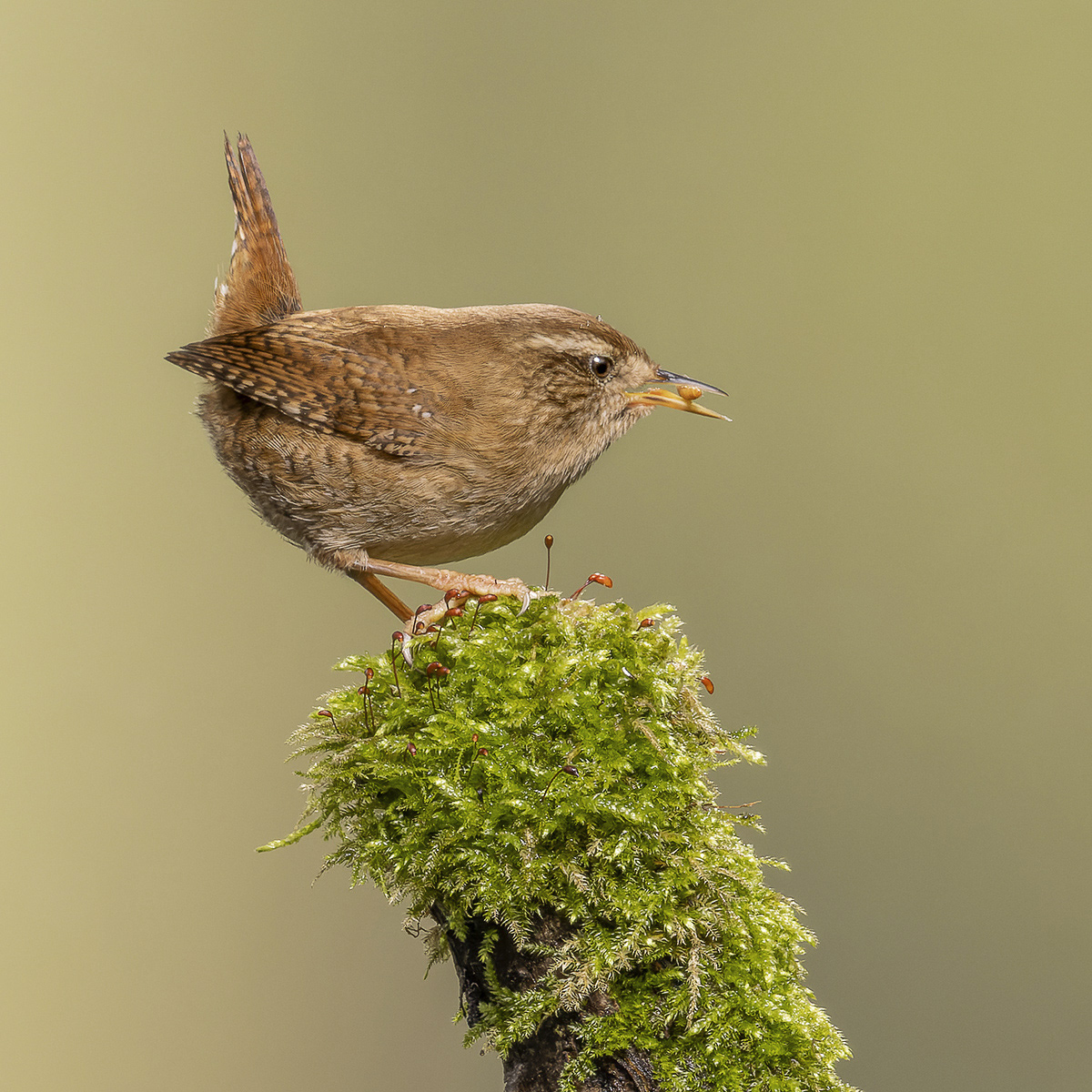 Feeding Wren