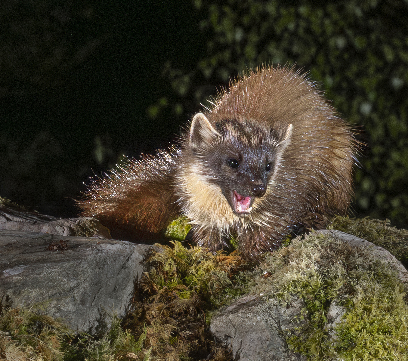 Aggressive Pine Marten