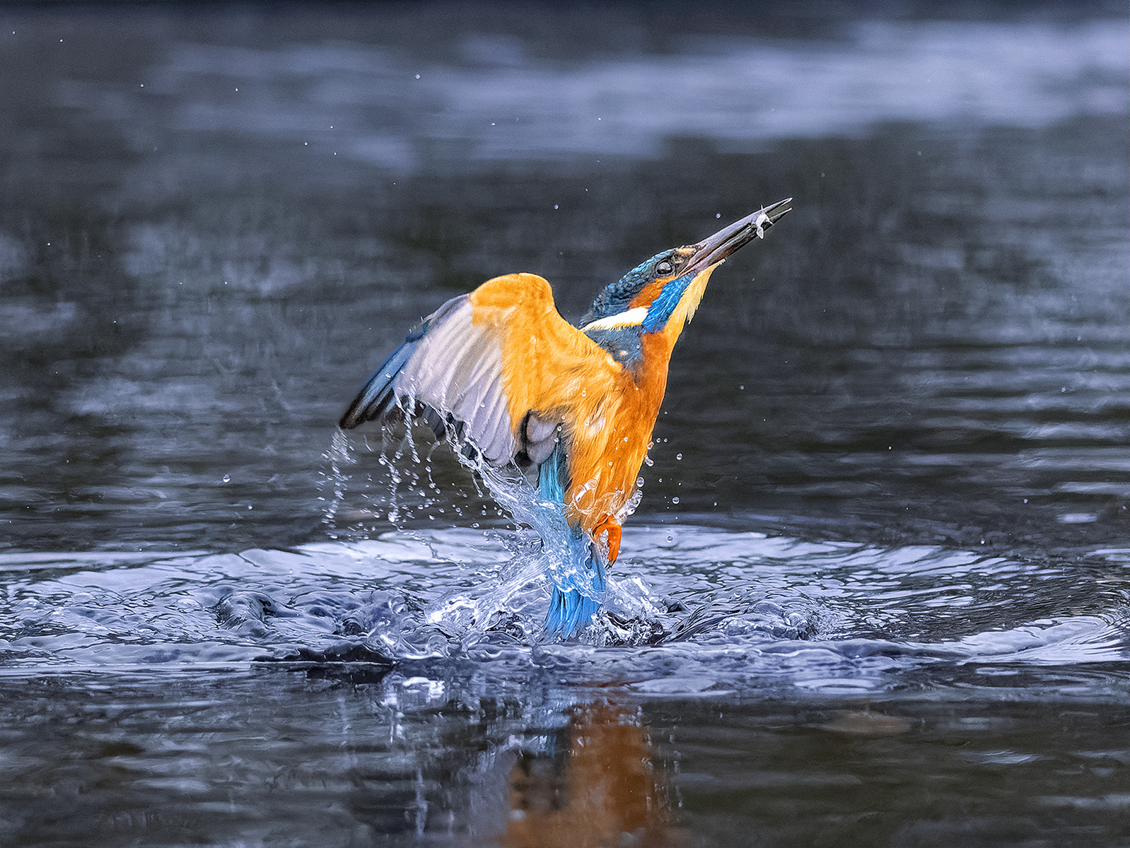 Kingfisher emerges with catch