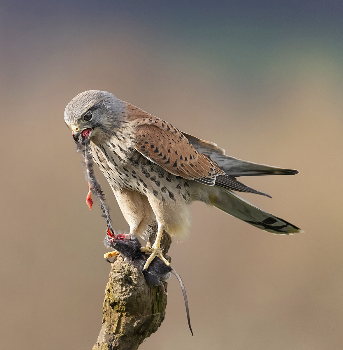 Kestrel Ravaging Prey