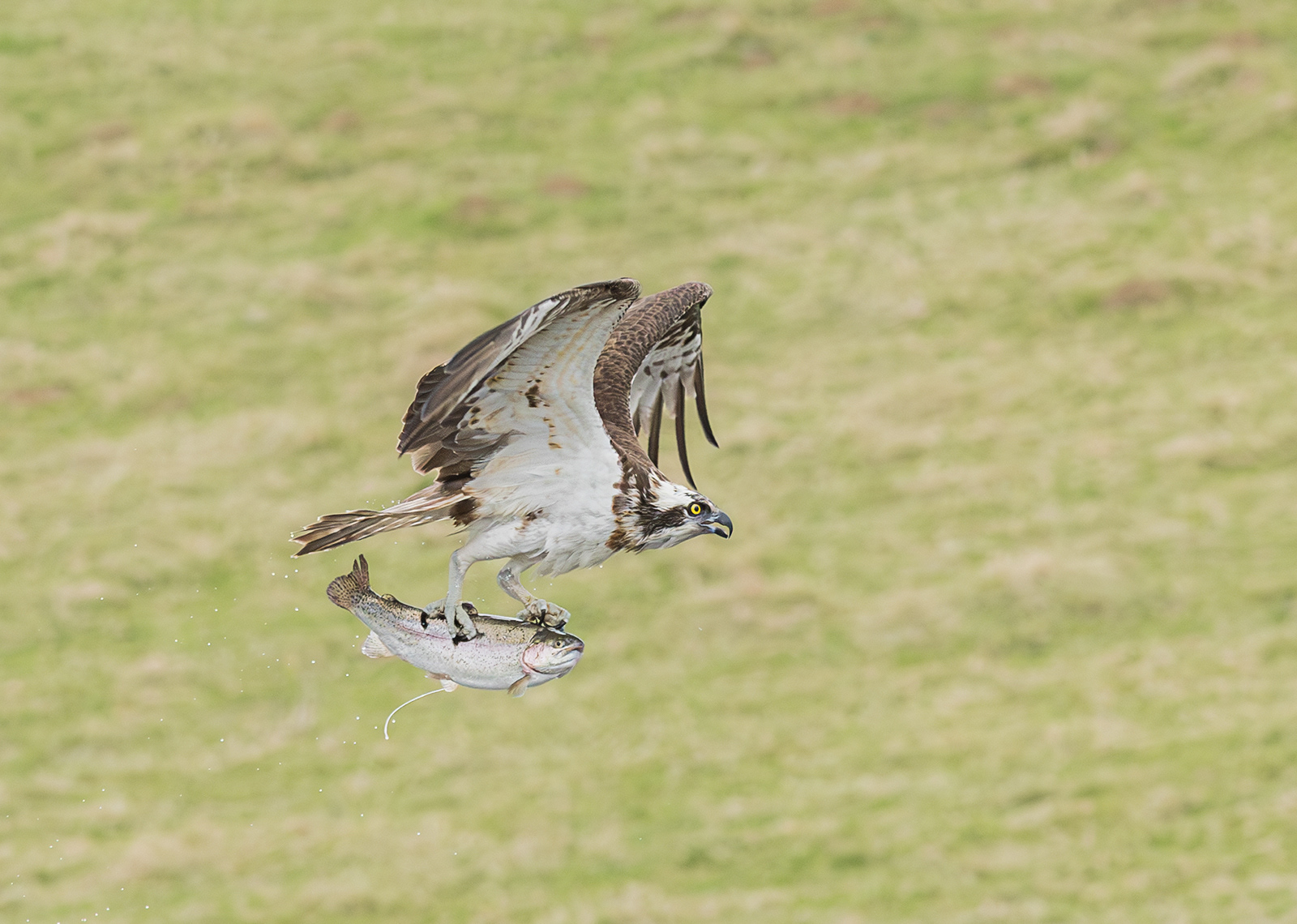 Osprey Capturing Trout