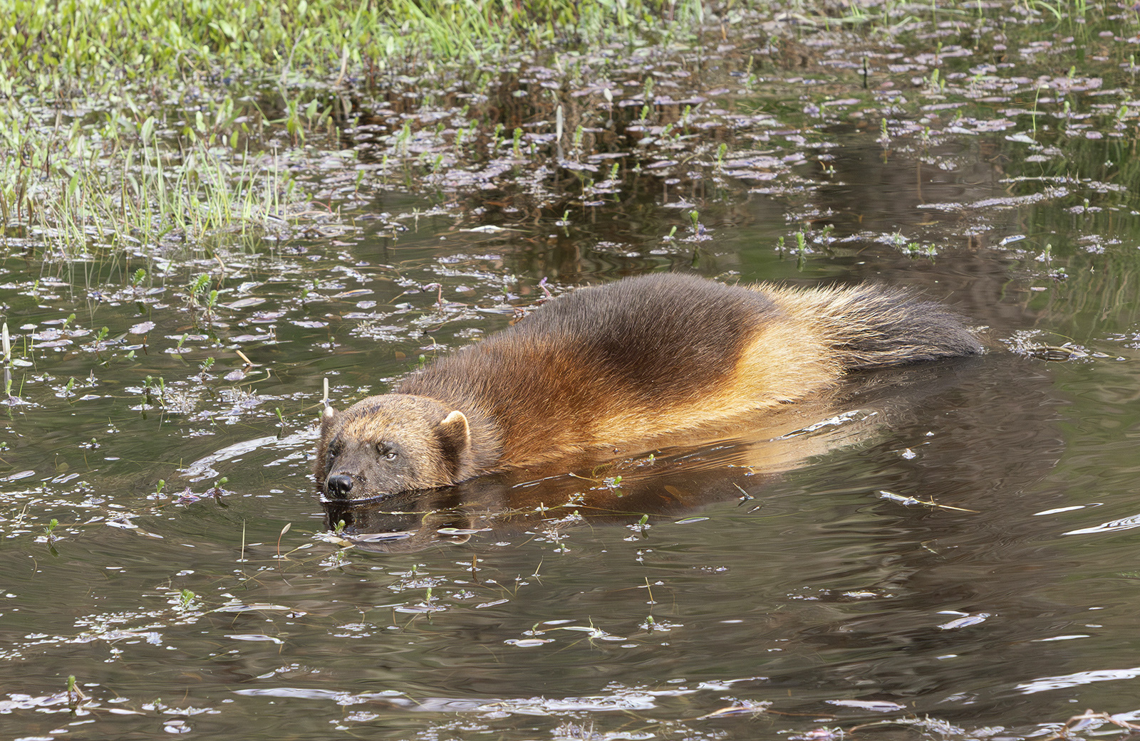 Wolverine Bathing