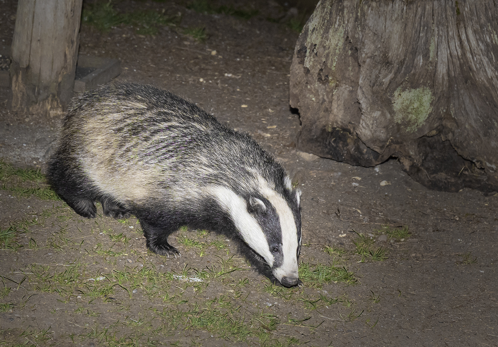 Badger Foraging