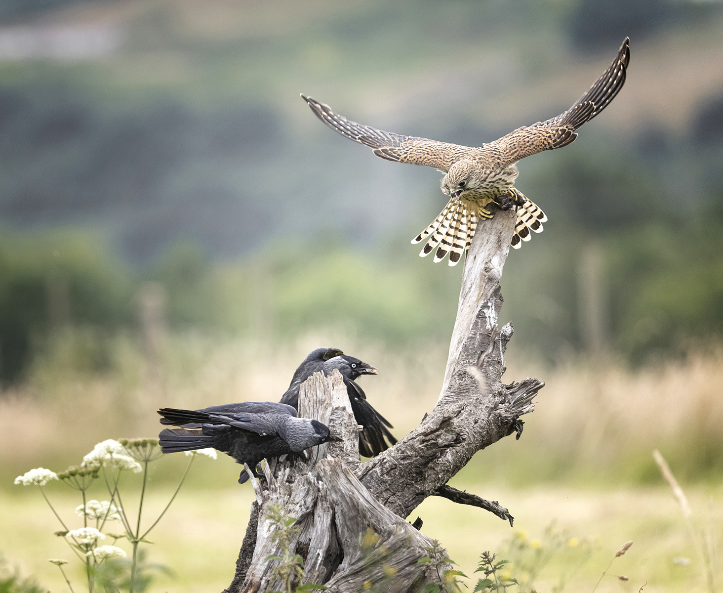Kestrel defending its prey