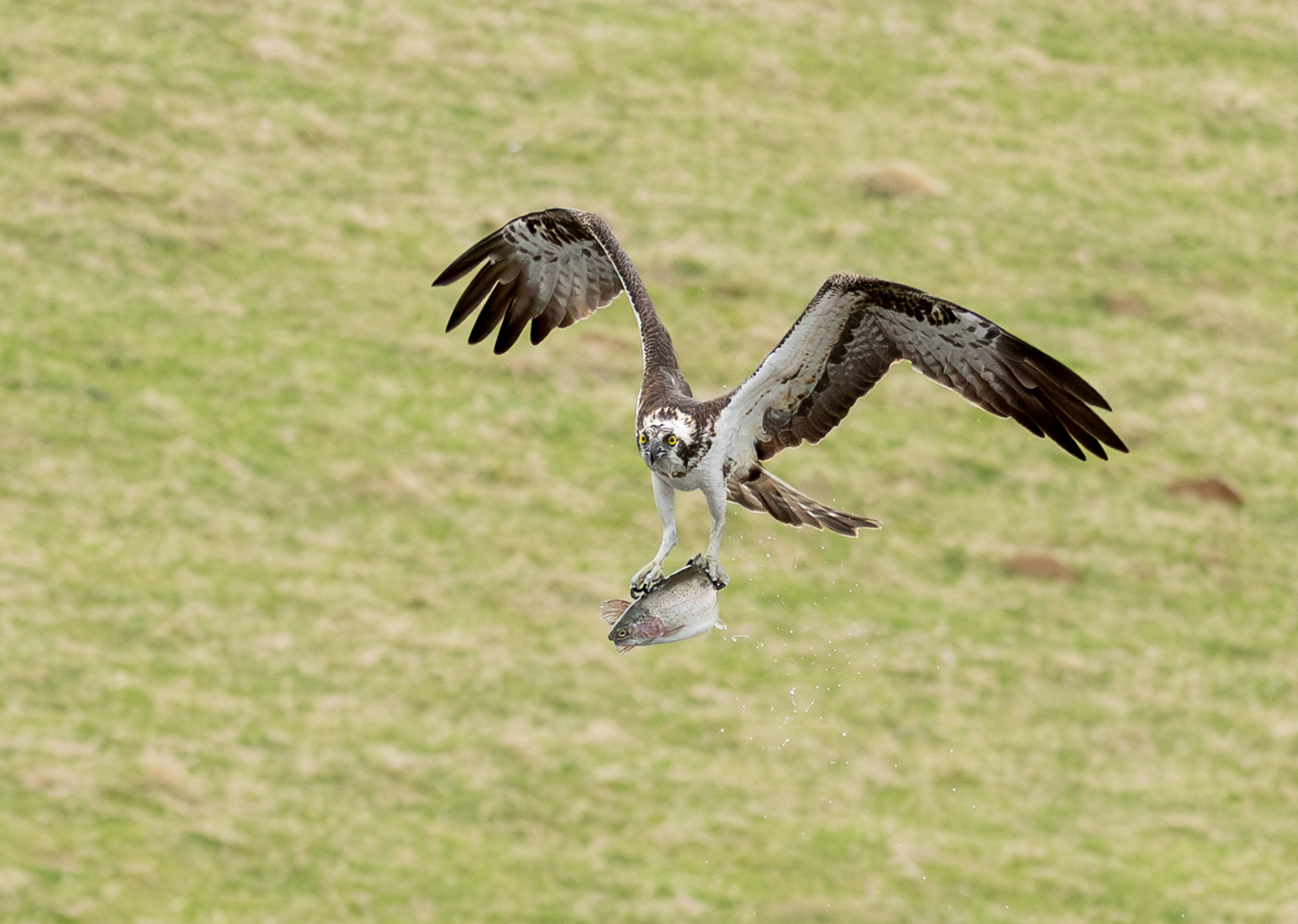 Osprey Carrying Trout