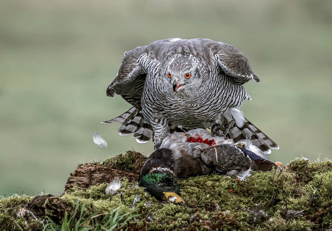 Goshawk with Prey