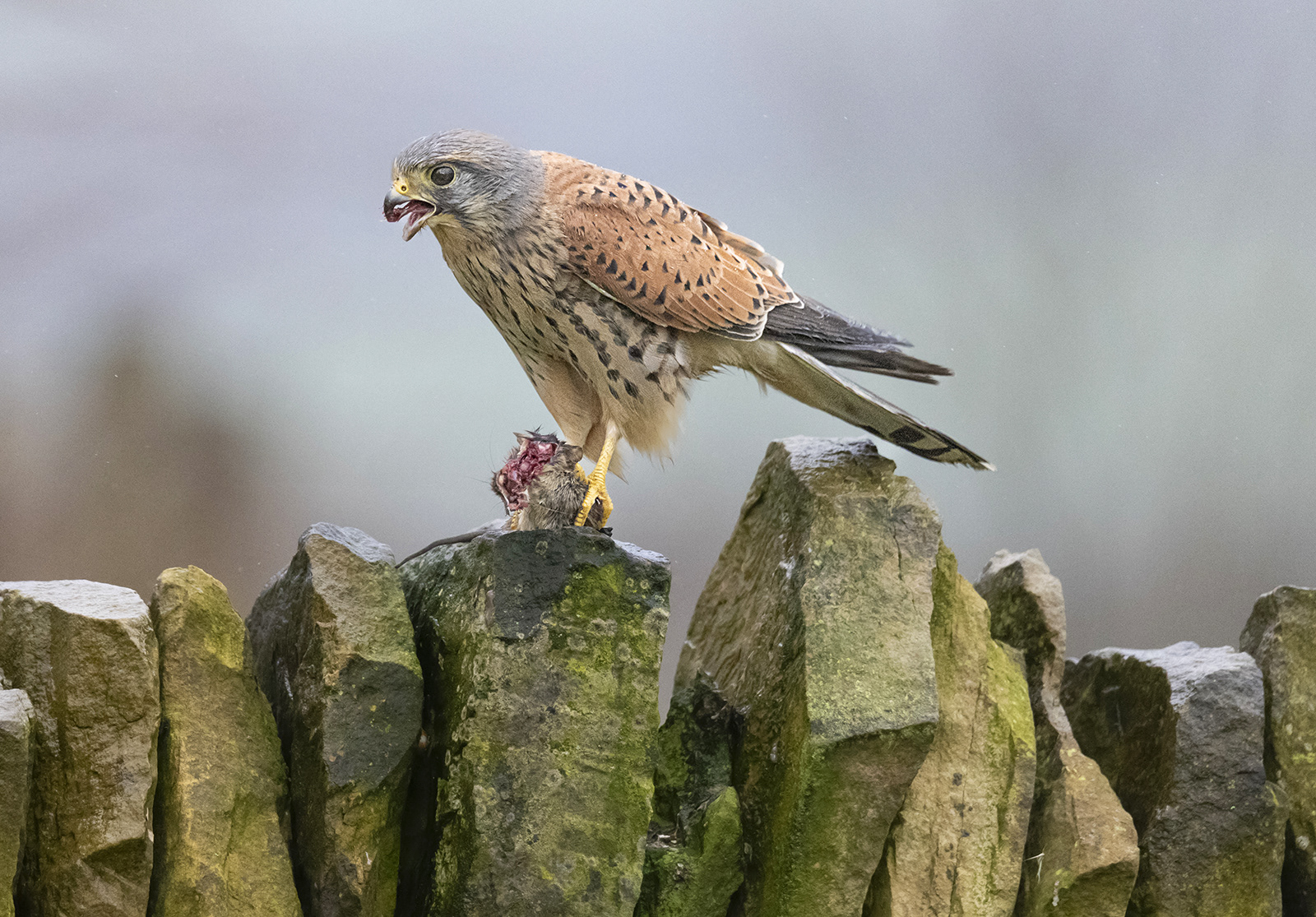 Kestrel with prey on dry stone wall