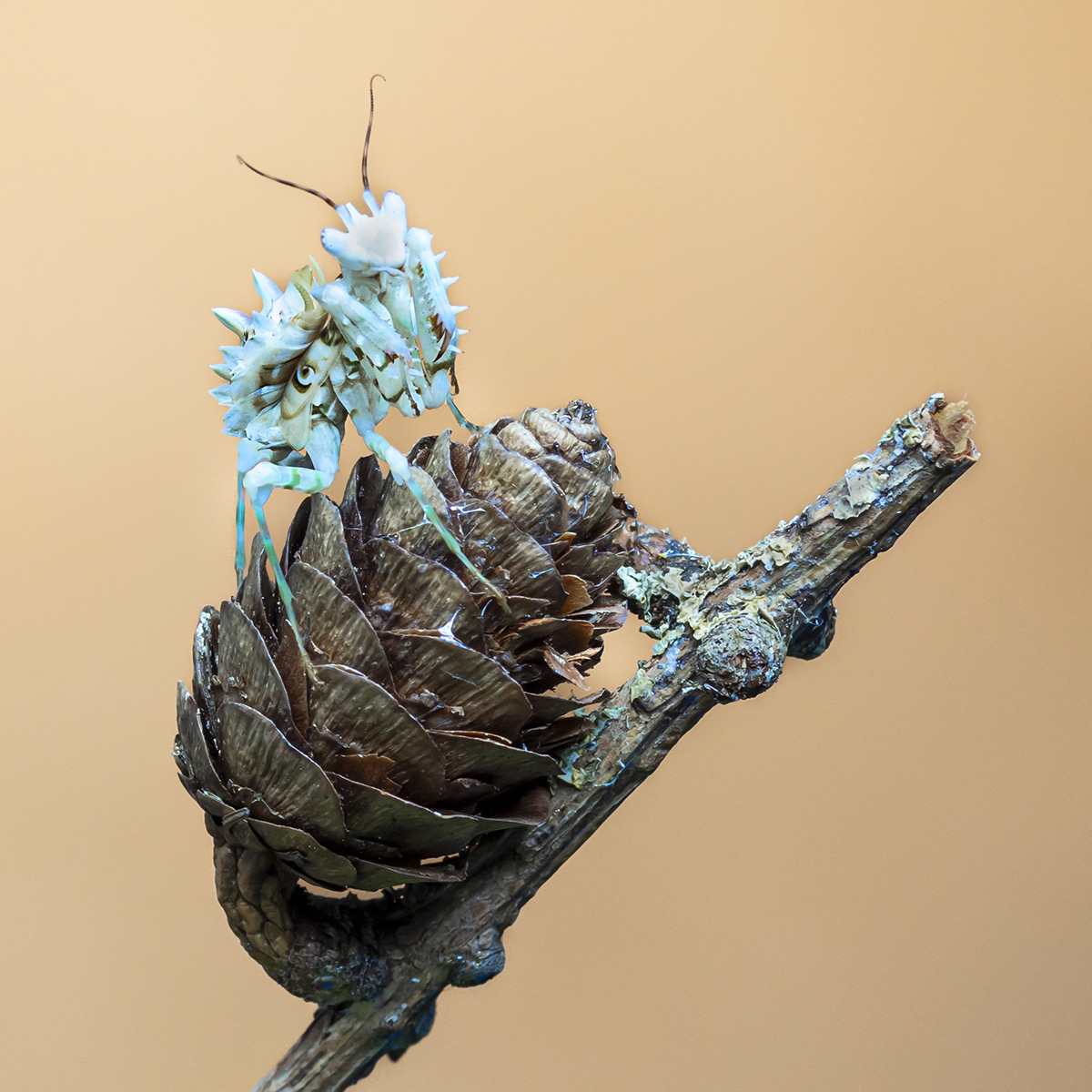 SPINEY FLOWER MANTIS