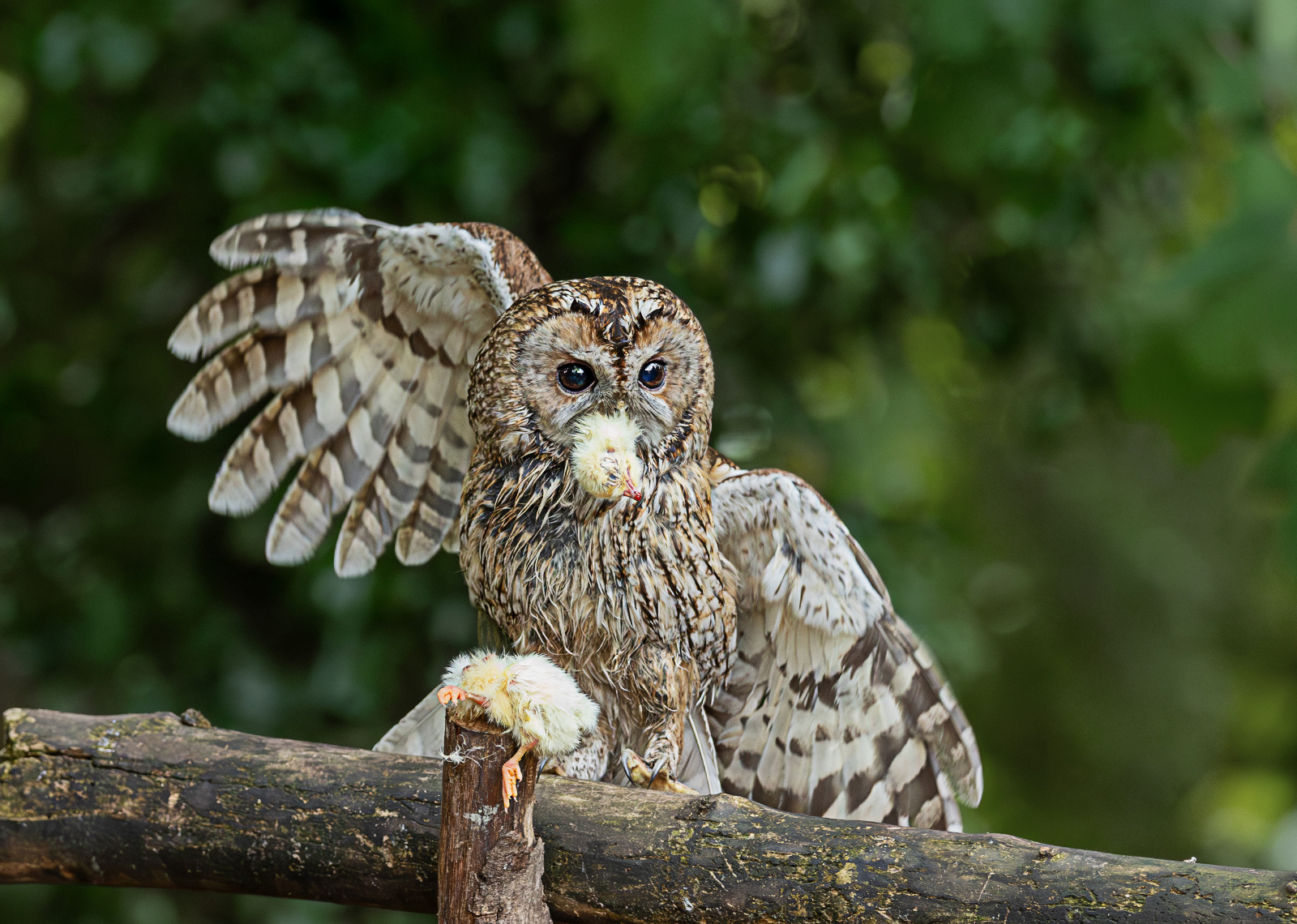 Tawny Owl with chick