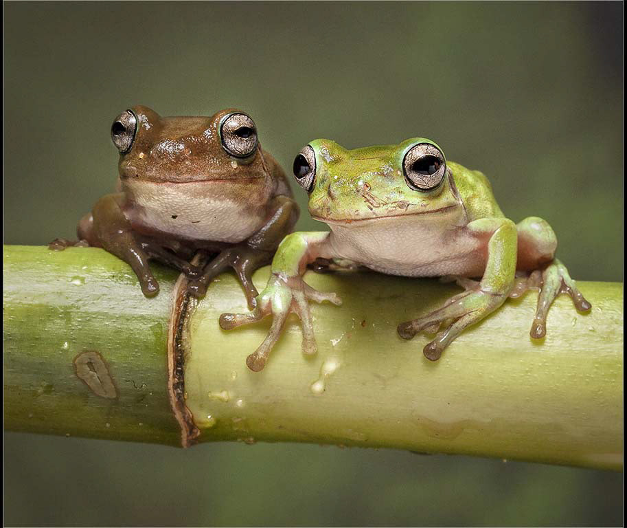 Whites tree frogs