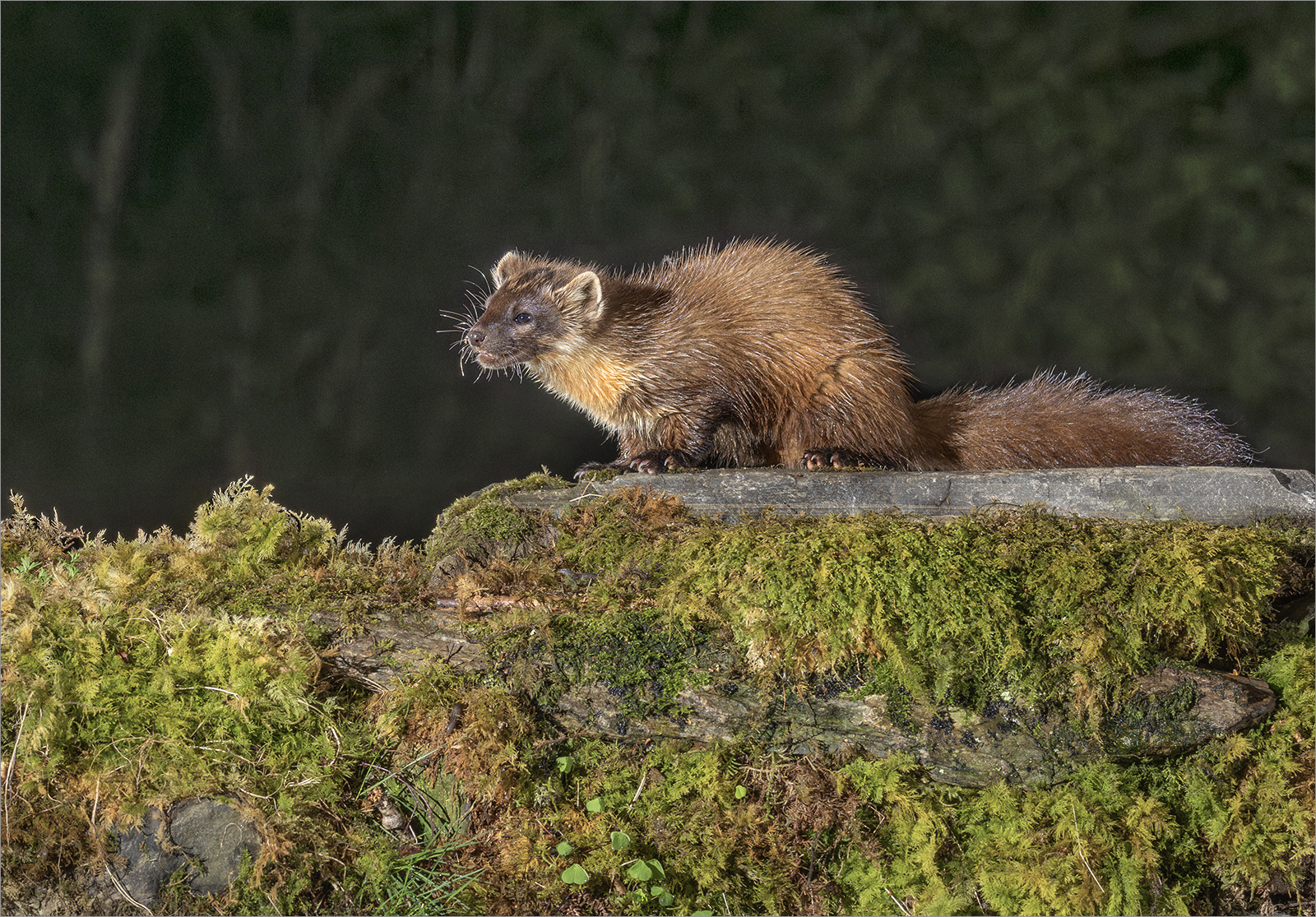 Pine Marten Listening