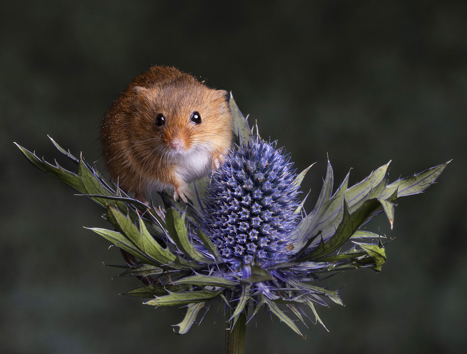 HARVEST MOUSE ON SEA HOLLY