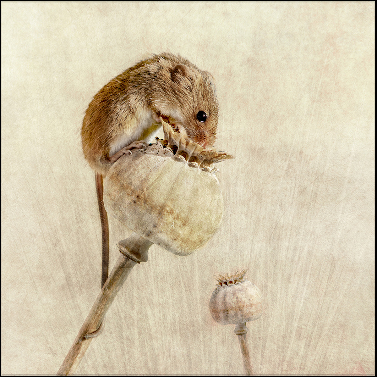 Harvest  Mouse on poppy head