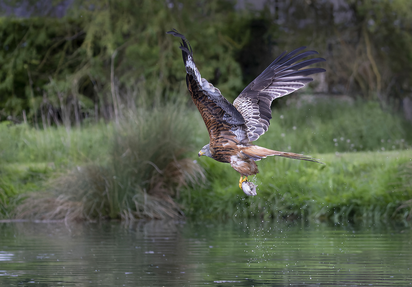 Red Kite with catch