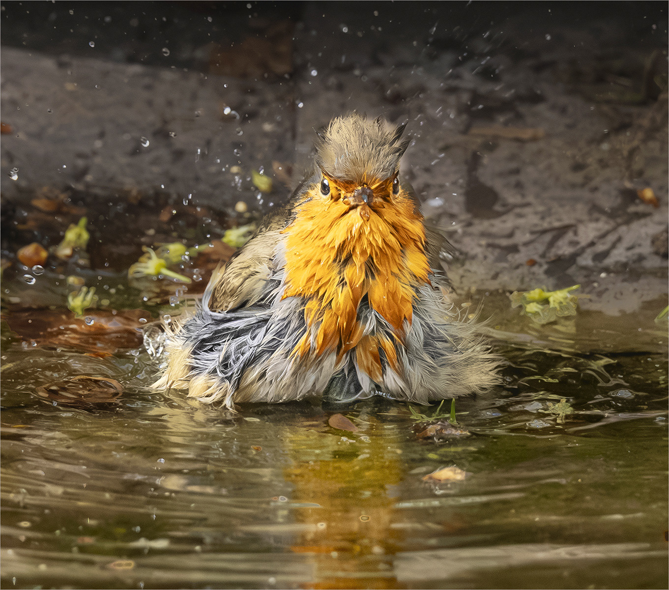 Bathing Robin