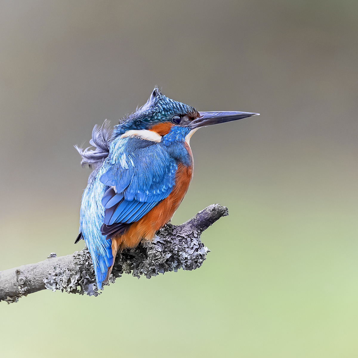 Male Kingfisher on a windy day