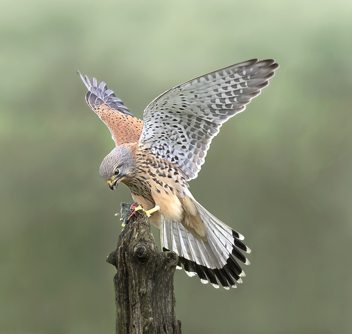 Kestrel on mouse