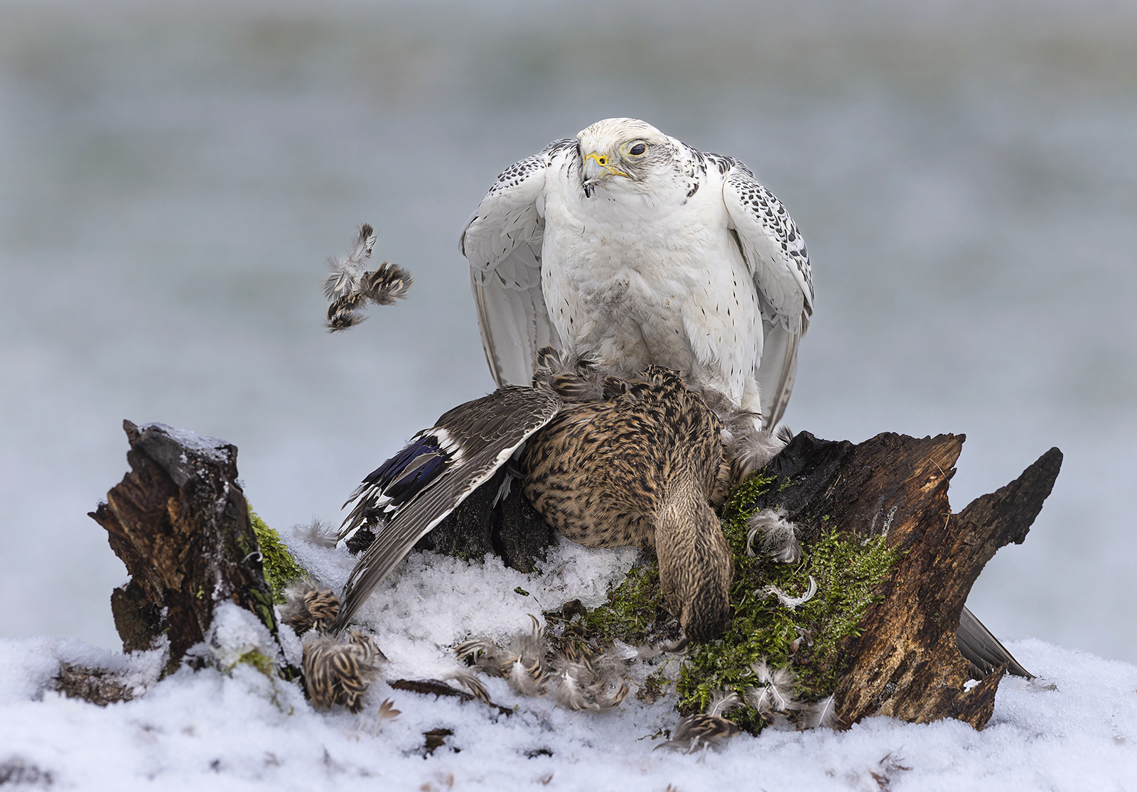 Gyrfalcon on kill