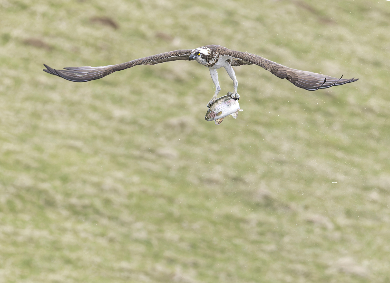 Osprey with catch