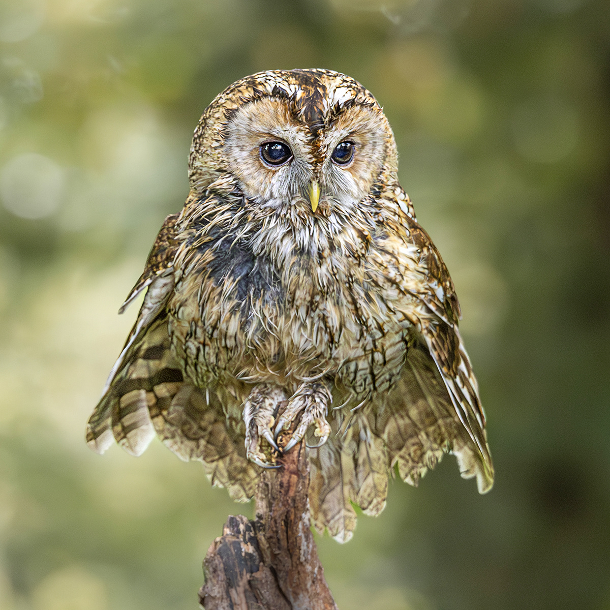 Bedraggled Tawny Owl