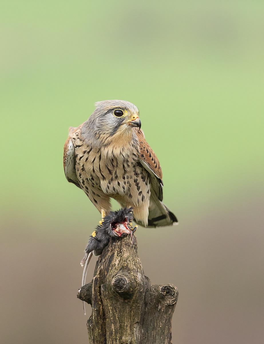 Kesterl guarding prey