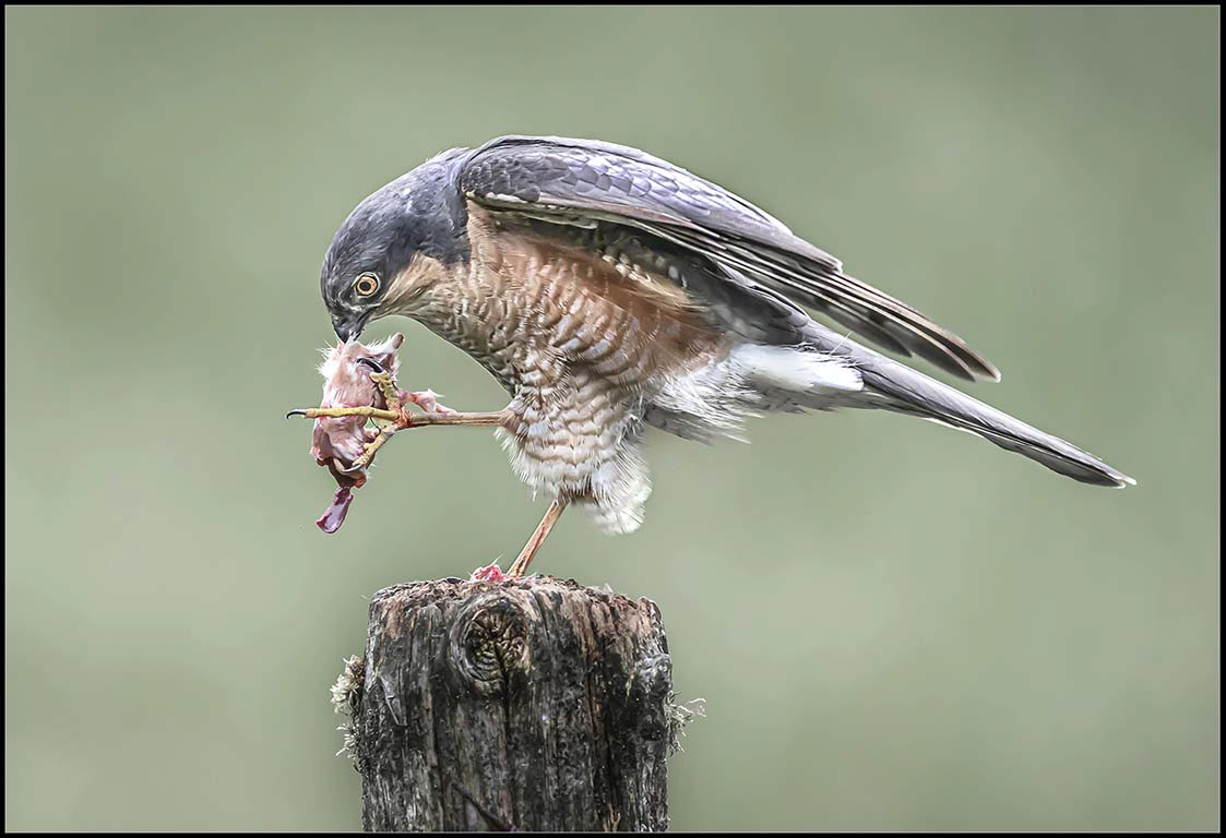 Sparrow hawk 2