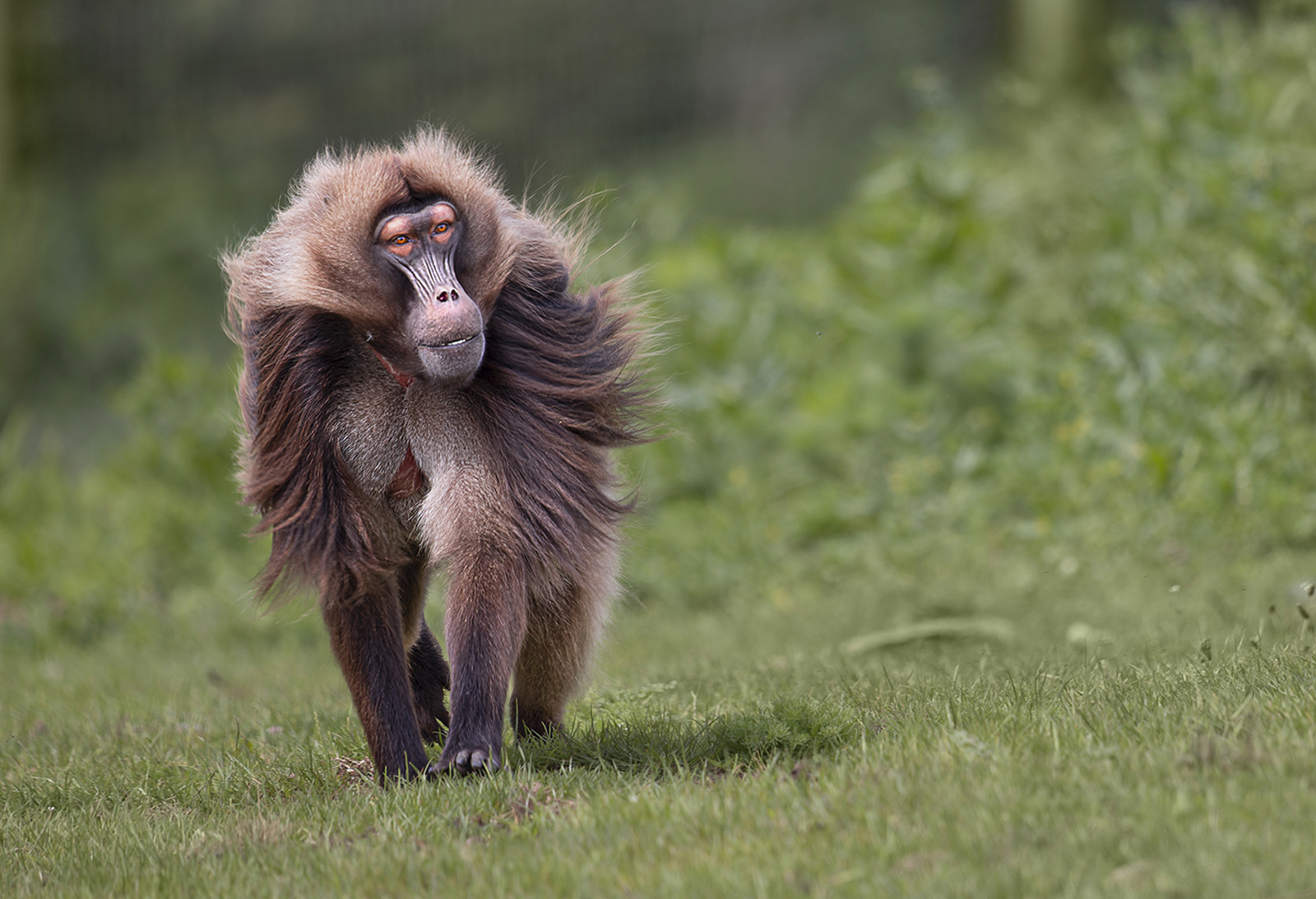 Male Gelada Monkey