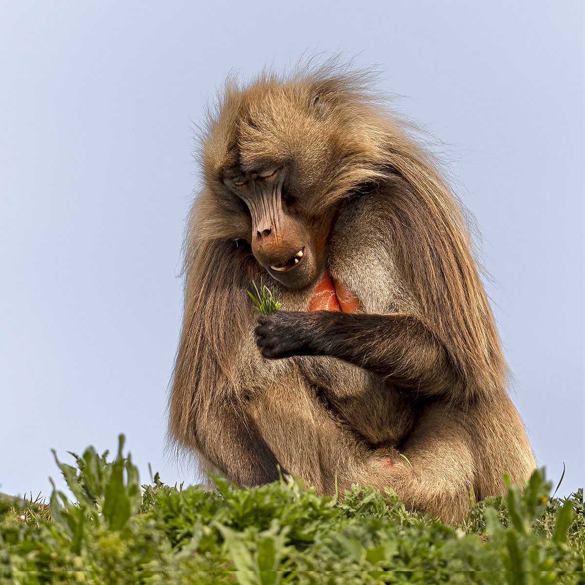 Male Gelada monkey eating