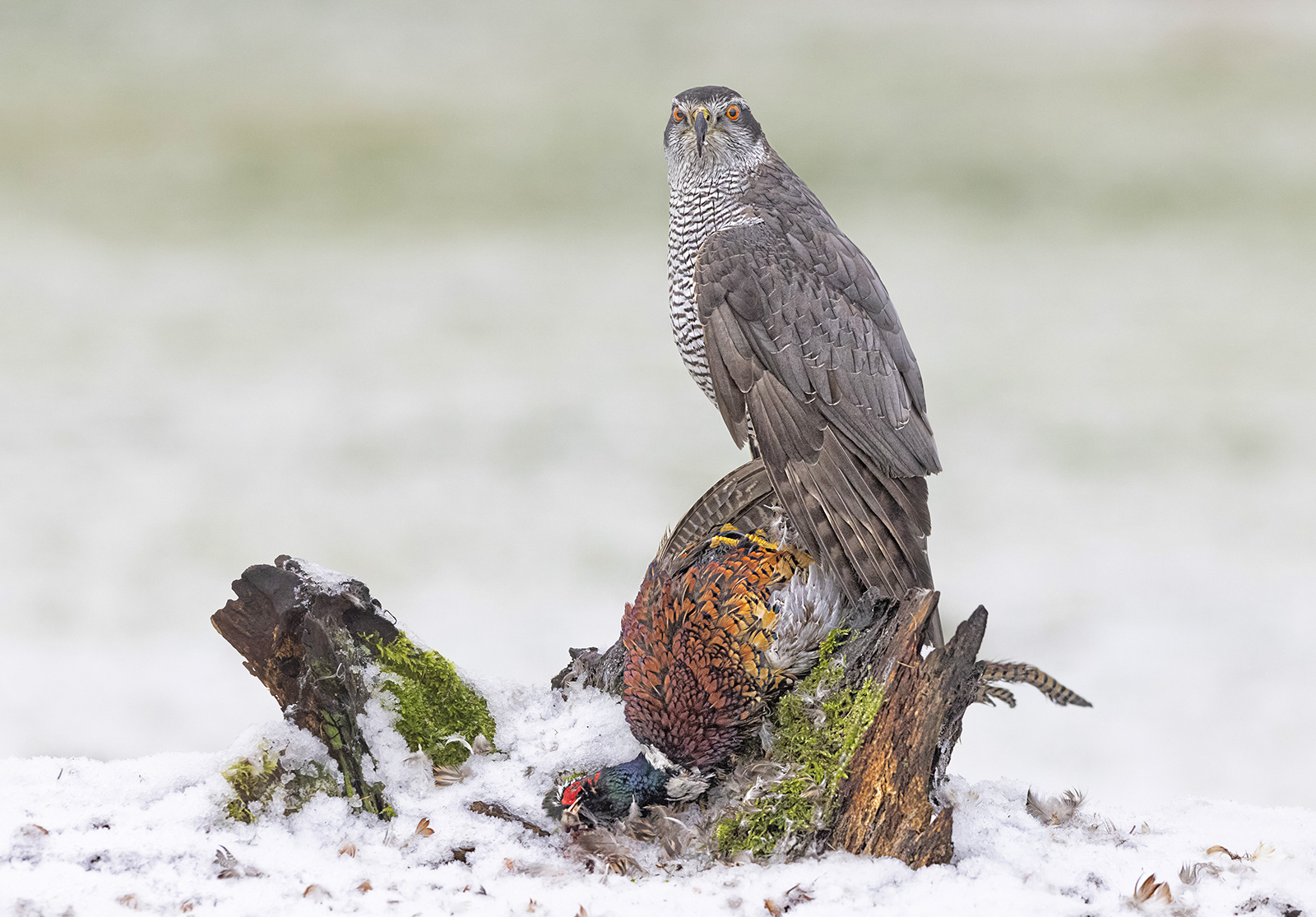 Male Goshawk on Mallard