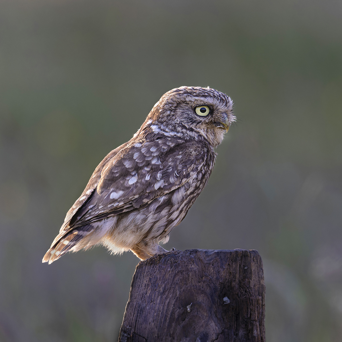 LITTLE OWL ON STUMP