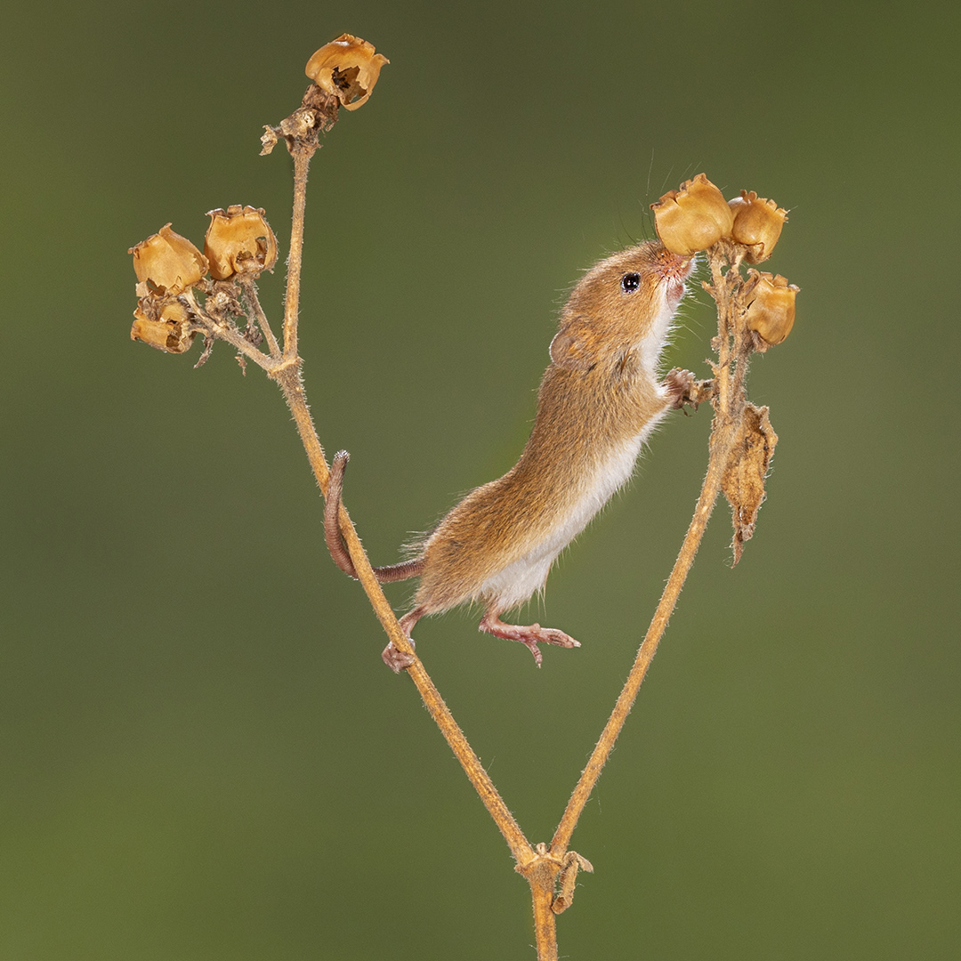 Harvest mouse on split twig