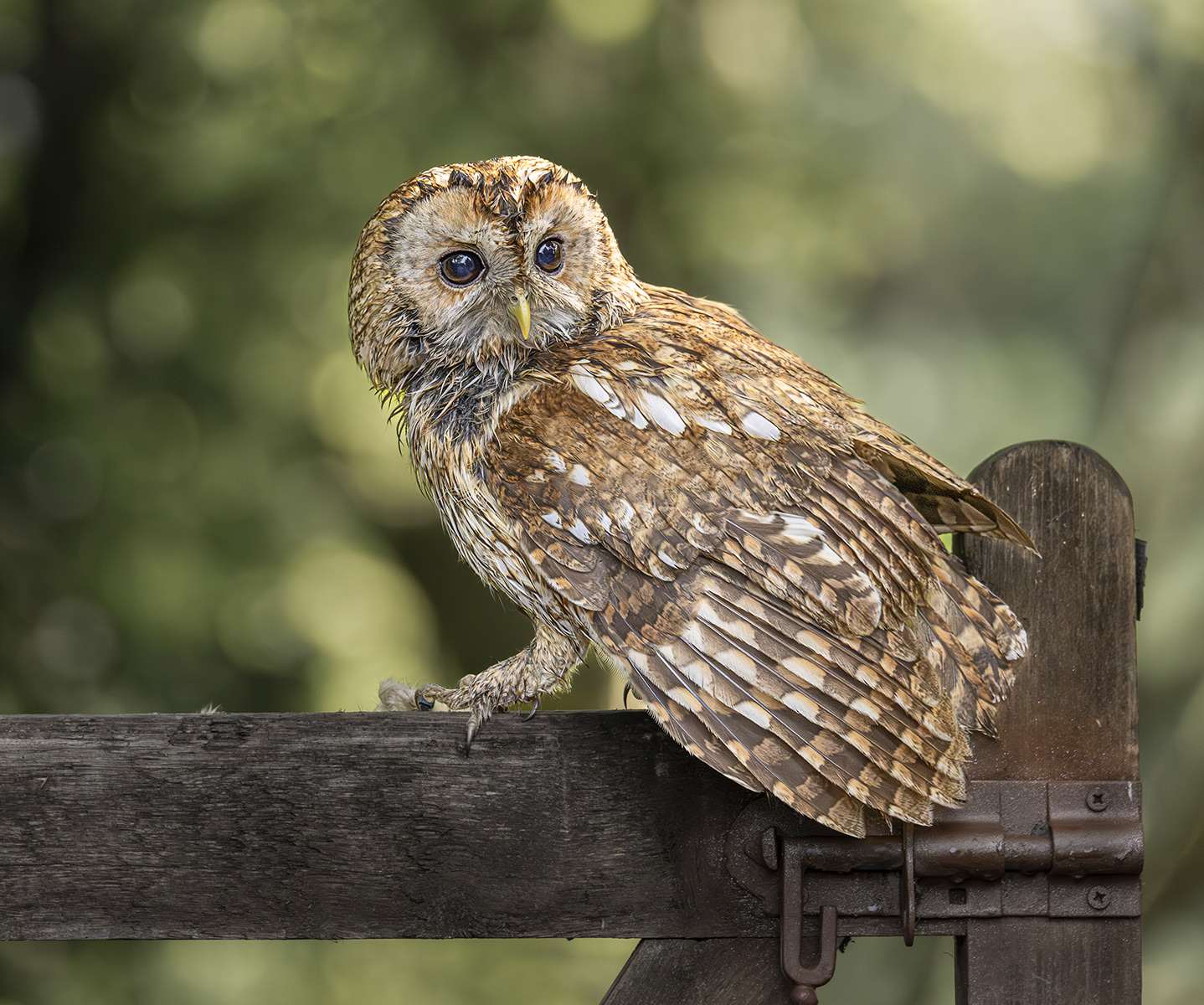 Tawny Owl in rain