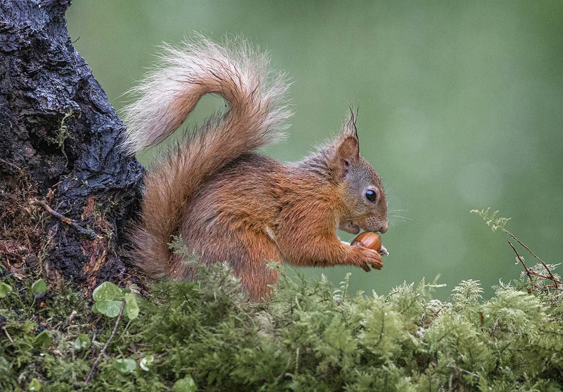 Juvenile Squirrel