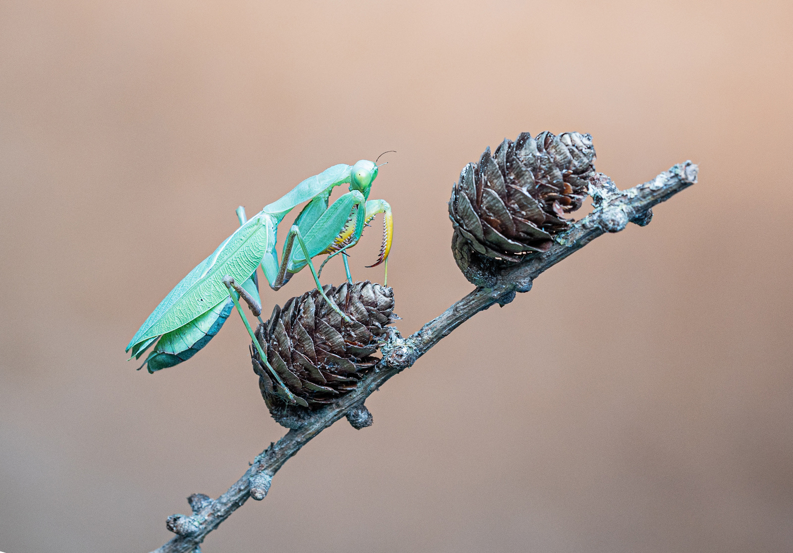 AFRICAN LINED MANTIS
