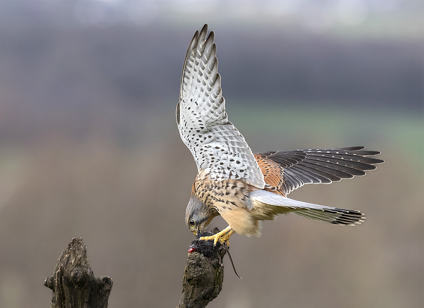 Wild Kestrel Feeding