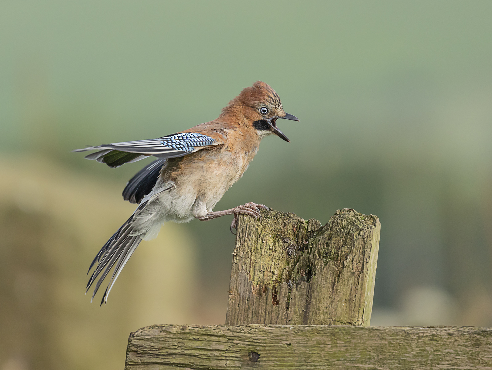 Noisy Eurasian Jay