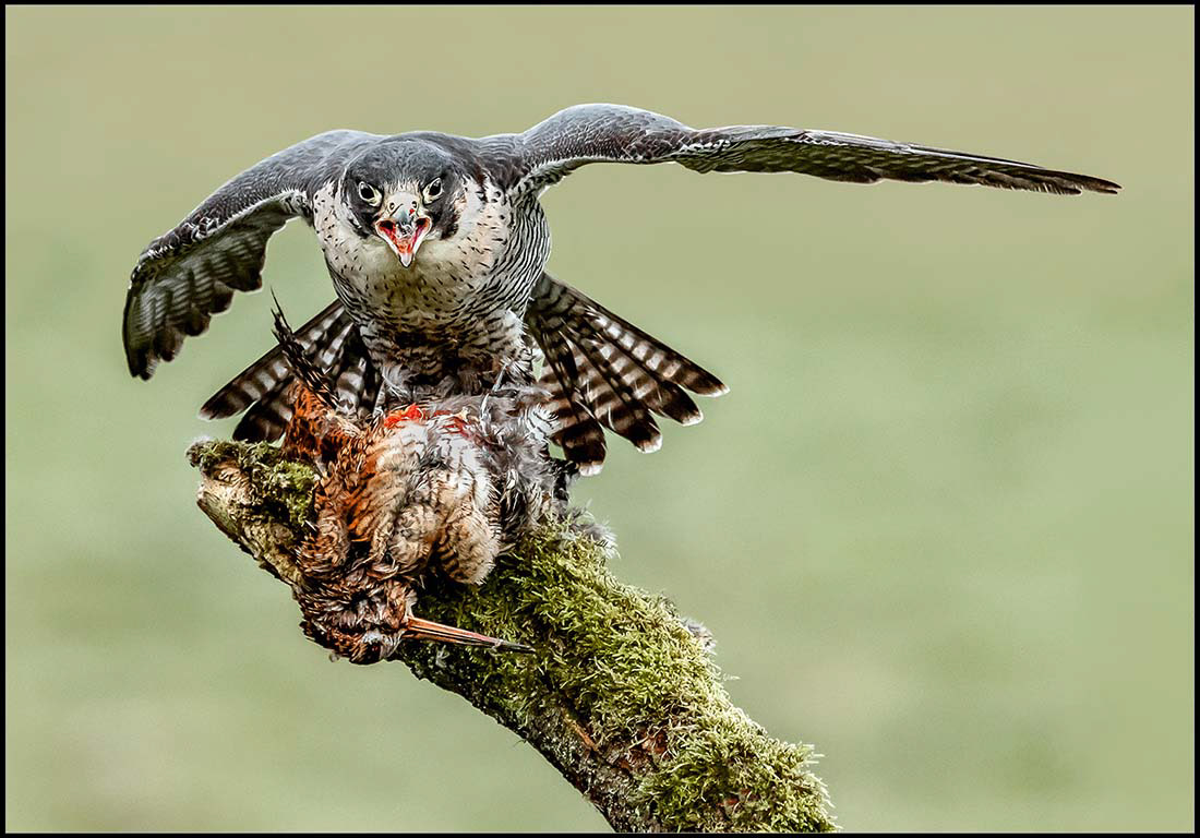 Peregrine Falcon on Woodcock