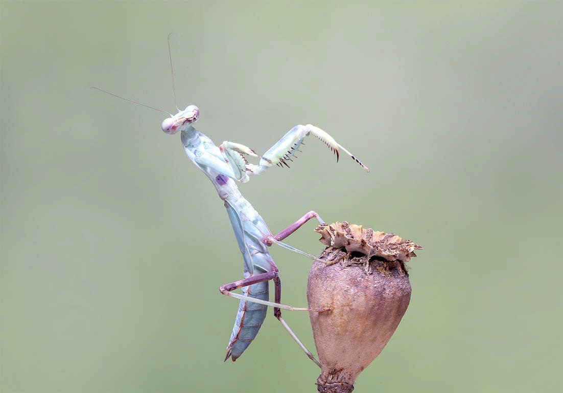 Praying Mantis