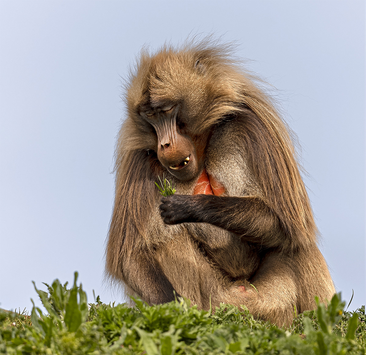 Male Gelada Monkey Eating