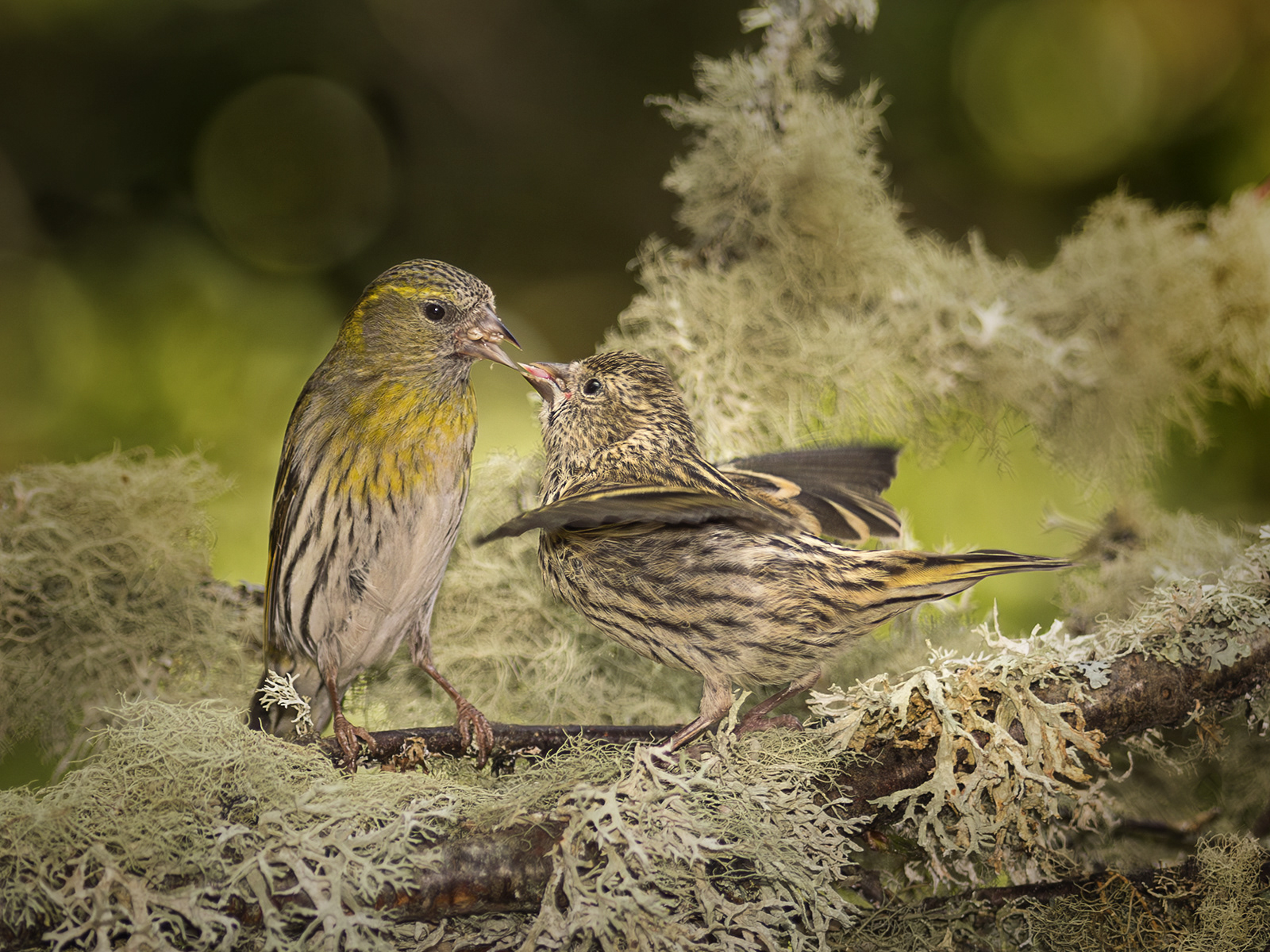 Siskin feeding young
