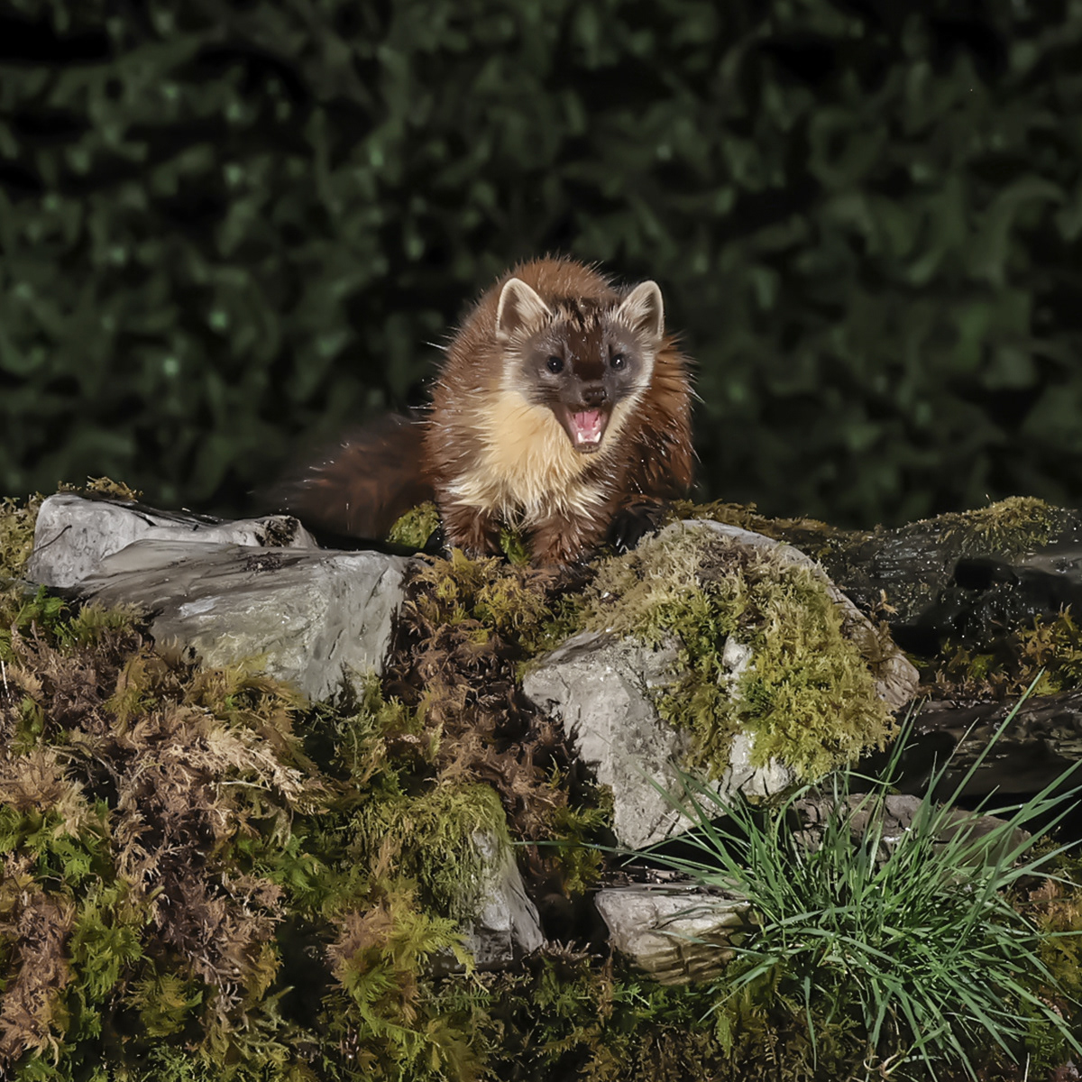 Pine Martin Aggression