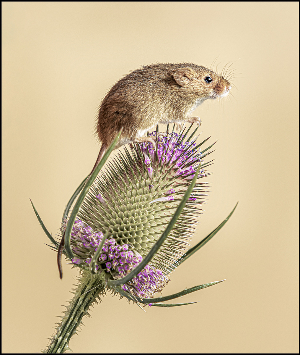 Harvest Mouse on Teasel