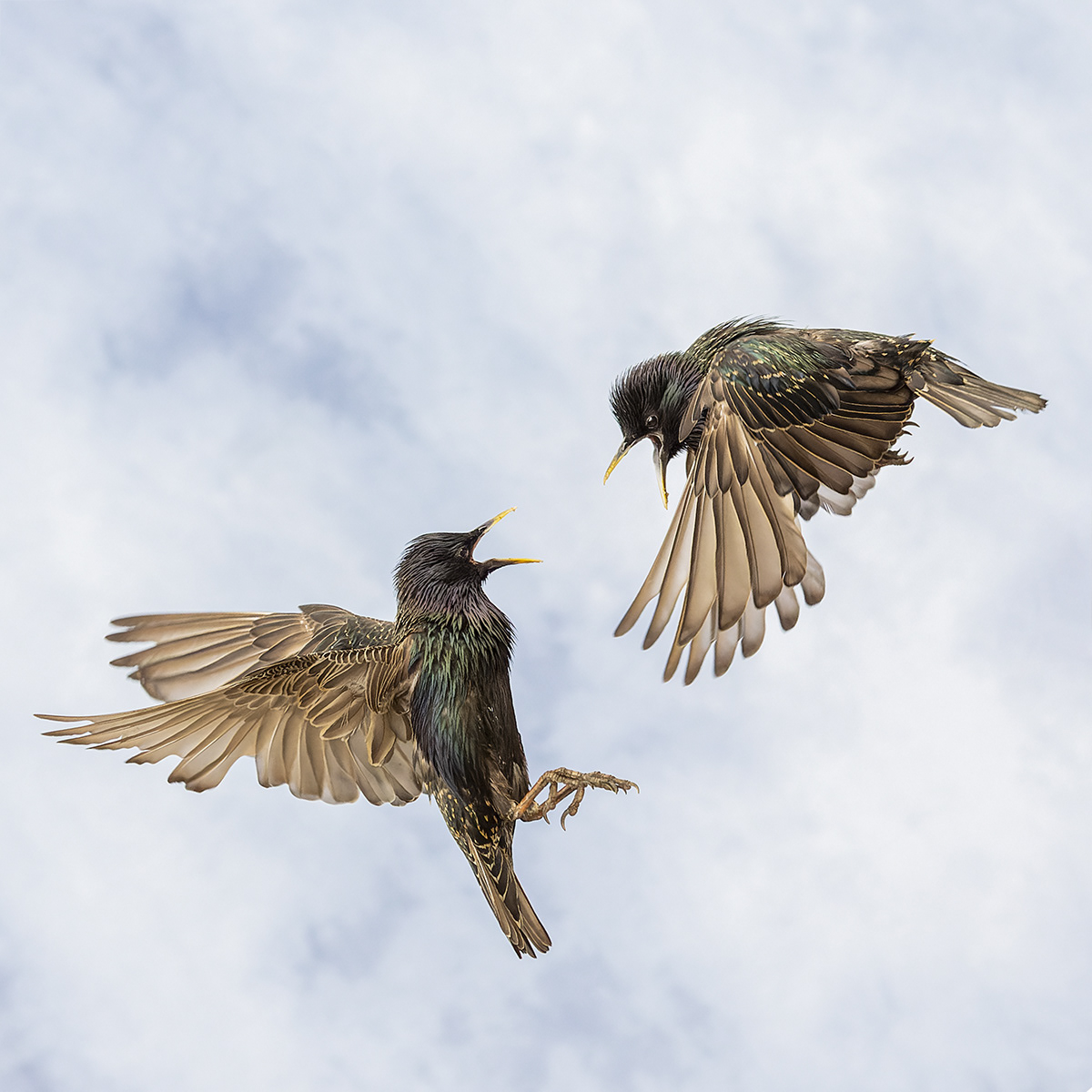 Starling Squabble