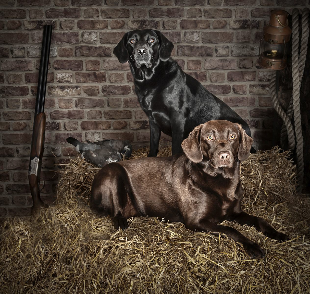 Springador Gundogs