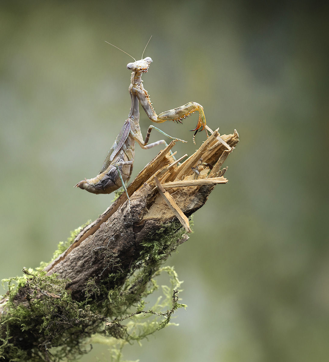 Budwing Mantis
