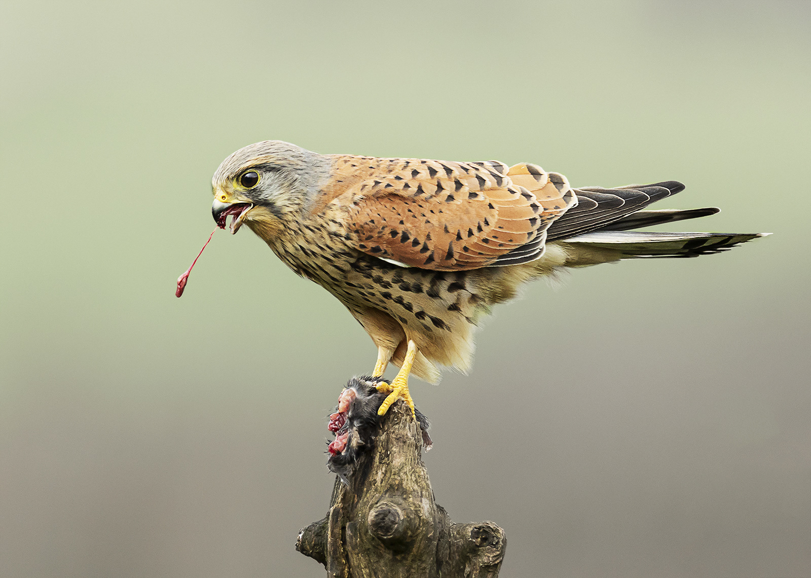Male Kestrel with mouse