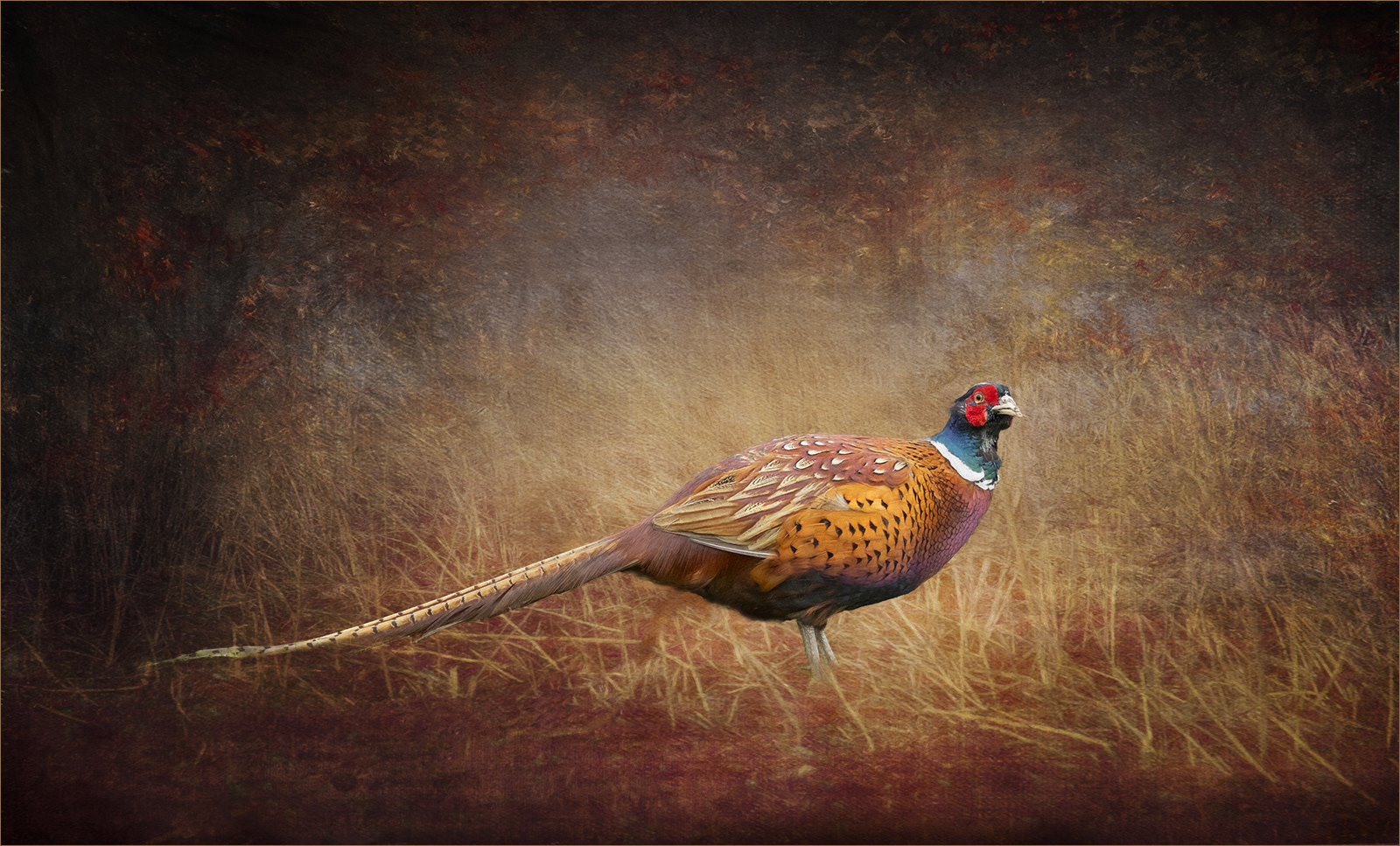 Woodland Pheasant with texture